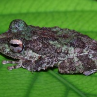 Pseudophilautus cavirostris Gunther 1869